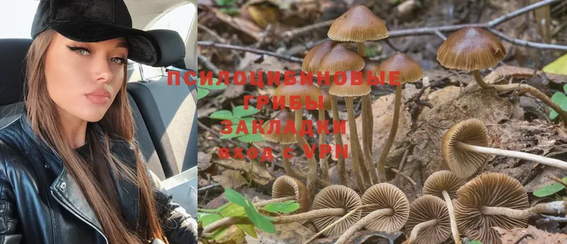 закладка  Кудрово  Галлюциногенные грибы Psilocybe 